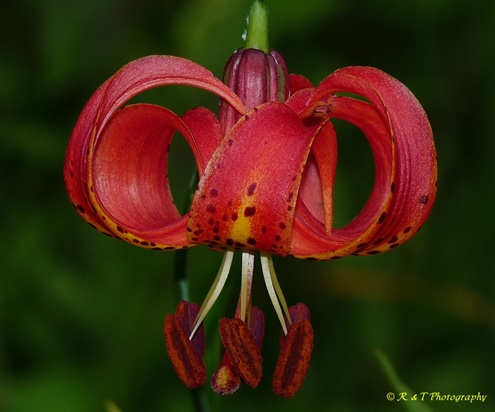 {Lilium michiganense}